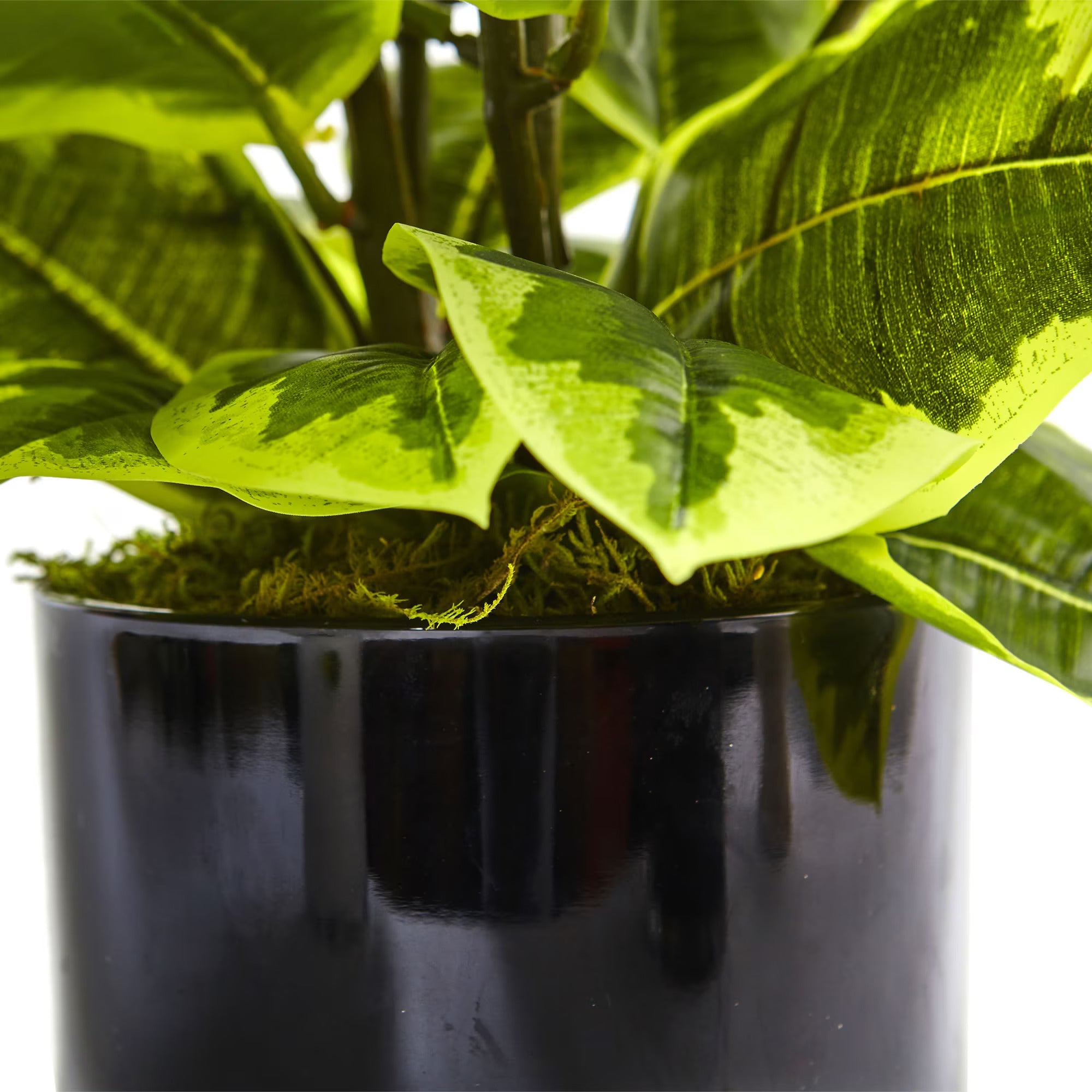 Rubber Plant - TidyPlant