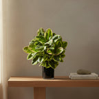 Rubber Plant - TidyPlant