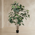 Rubber Tree - TidyPlant