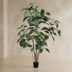 Rubber Tree - TidyPlant