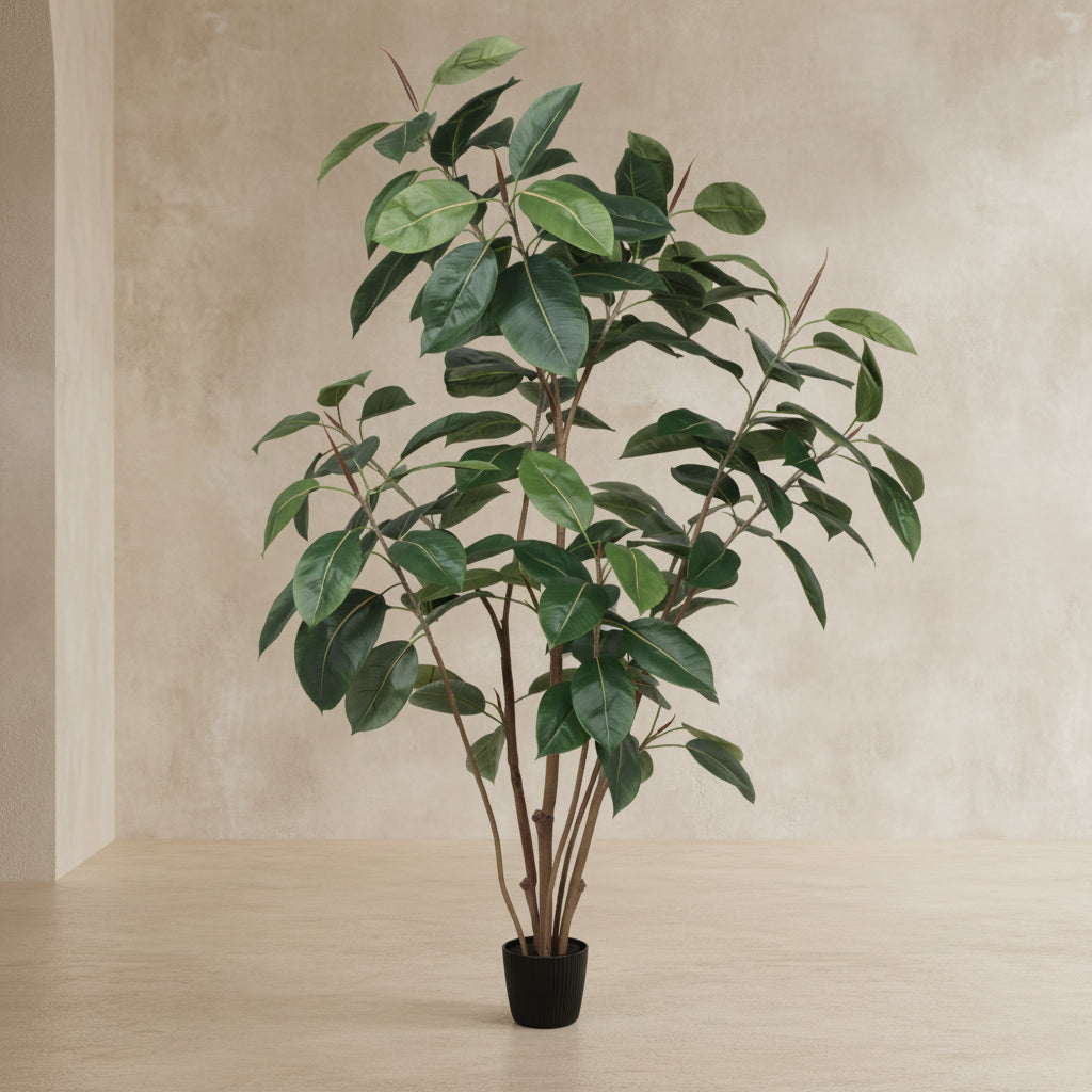 Rubber Tree - TidyPlant