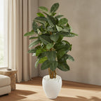 Rubber Tree - TidyPlant