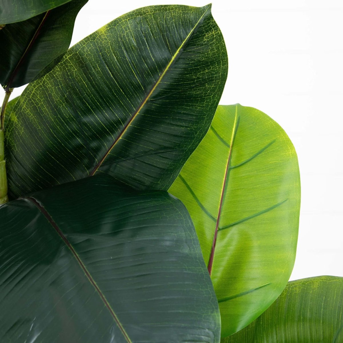 Rubber Tree - TidyPlant