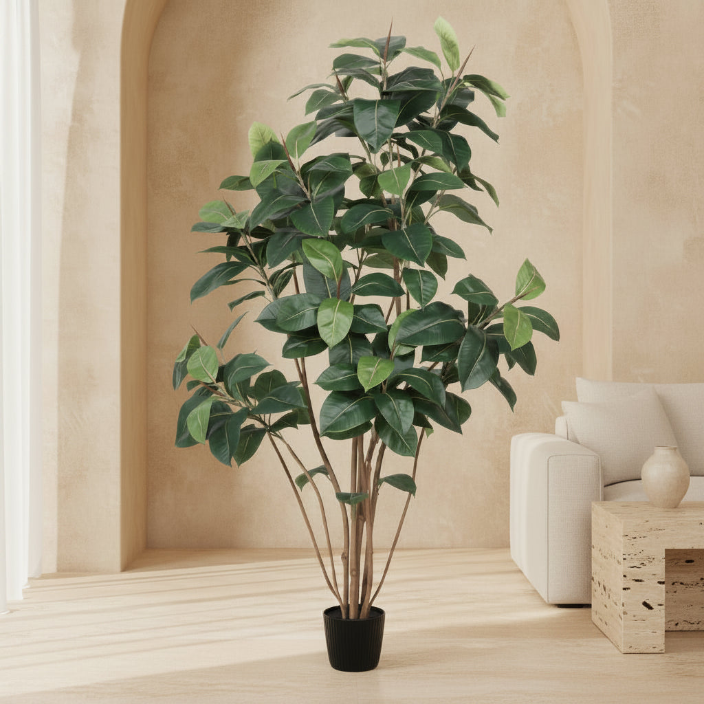 Rubber Tree - TidyPlant