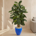 Rubber Tree - TidyPlant