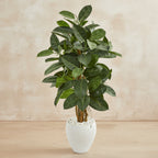 Rubber Tree - TidyPlant