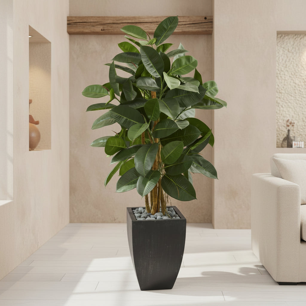 Rubber Tree - TidyPlant