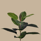 Rubber Tree - TidyPlant