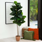 Rubber Tree - TidyPlant
