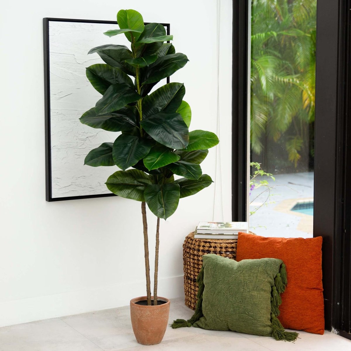 Rubber Tree - TidyPlant