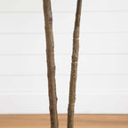 Rubber Tree - TidyPlant