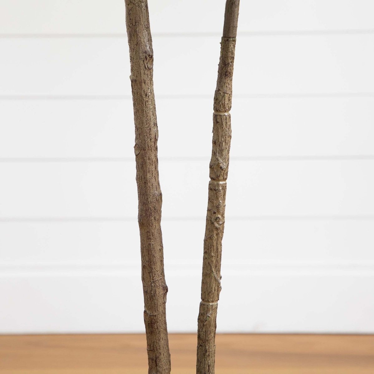 Rubber Tree - TidyPlant