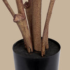 Rubber Tree - TidyPlant