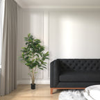 Rubber Tree - TidyPlant