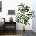 Rubber Tree - TidyPlant