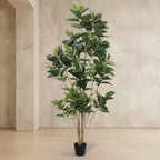 Rubber Tree - TidyPlant