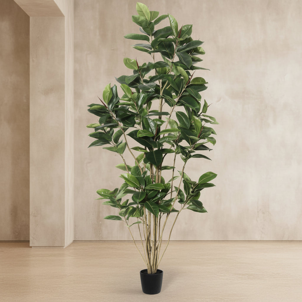 Rubber Tree - TidyPlant