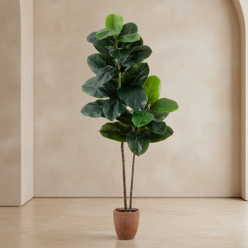 Rubber Tree - TidyPlant