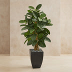 Rubber Tree - TidyPlant