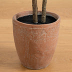 Rubber Tree - TidyPlant