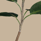 Rubber Tree - TidyPlant