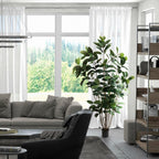 Rubber Tree - TidyPlant