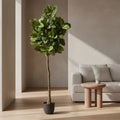 6' Rubber Leaf Tree