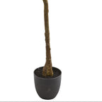 6' Rubber Leaf Tree
