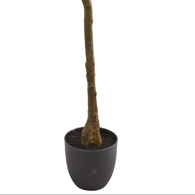 6' Rubber Leaf Tree