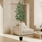 Silver Dollar Eucalyptus Tree - TidyPlant