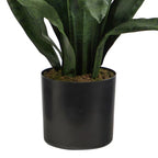 2' Sansevieria Snake Plant