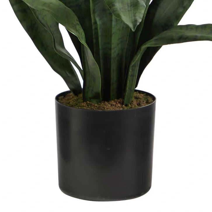 2' Sansevieria Snake Plant
