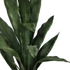 2' Sansevieria Snake Plant