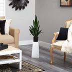 2' Sansevieria Snake Plant