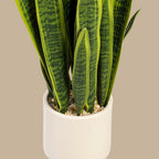 Snake Plant - TidyPlant