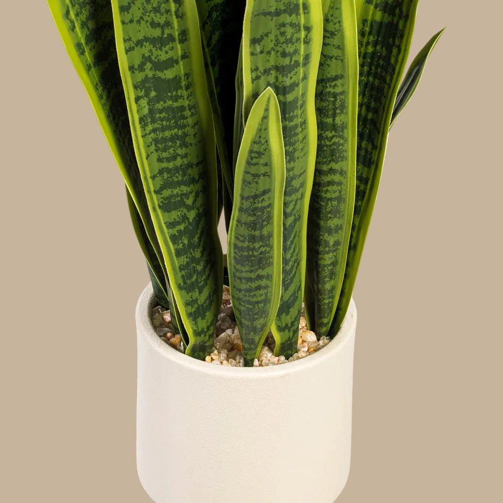 Snake Plant - TidyPlant