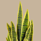 Snake Plant - TidyPlant