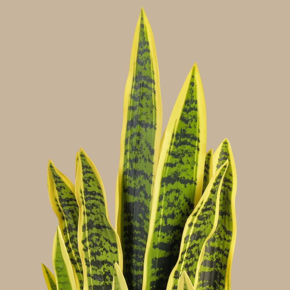 Snake Plant - TidyPlant