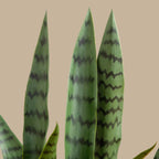 Snake Plant in White Planter - TidyPlant