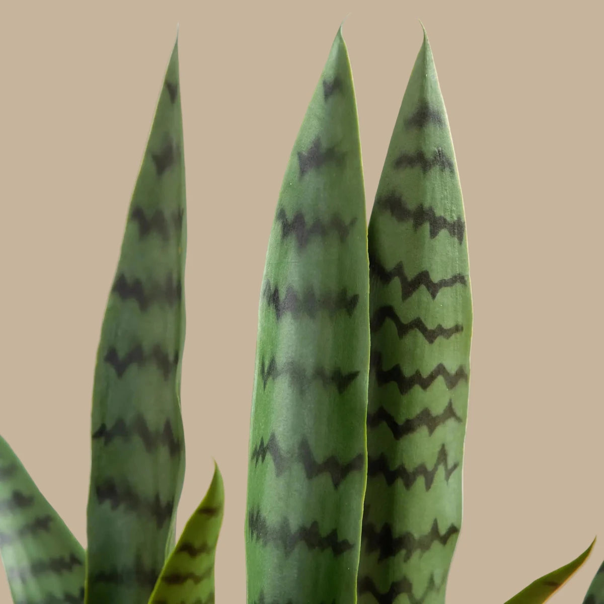 Snake Plant in White Planter - TidyPlant