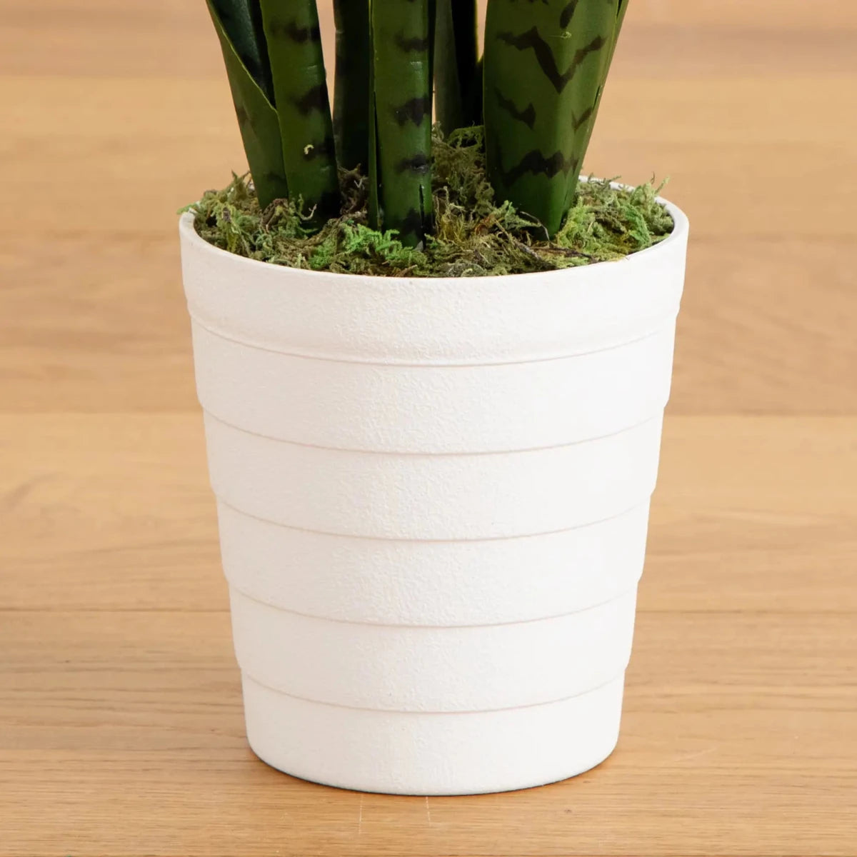 Snake Plant in White Planter - TidyPlant