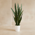 Snake Plant in White Planter - TidyPlant