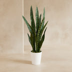 Snake Plant in White Planter - TidyPlant