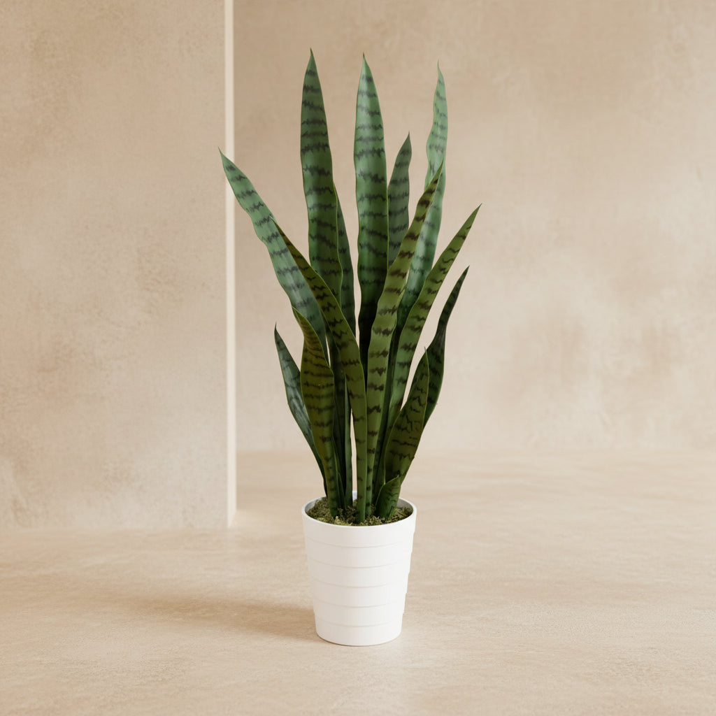 Snake Plant in White Planter - TidyPlant
