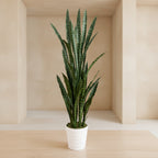 Snake Plant in White Planter - TidyPlant