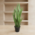 Snake Plant (Sansevieria) - TidyPlant