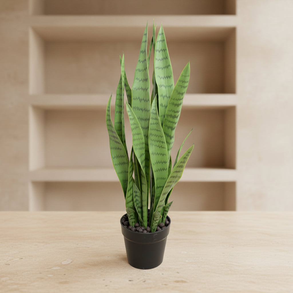 Snake Plant (Sansevieria) - TidyPlant