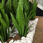 Snake Plant (Sansevieria) - TidyPlant