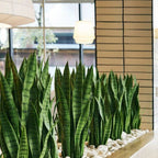 Snake Plant (Sansevieria) - TidyPlant