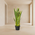Snake Plant (Sansevieria) - TidyPlant